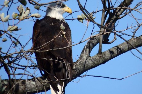 an eagle in a tree