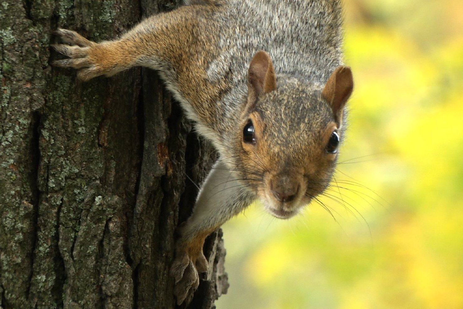 a squirrel in a tree