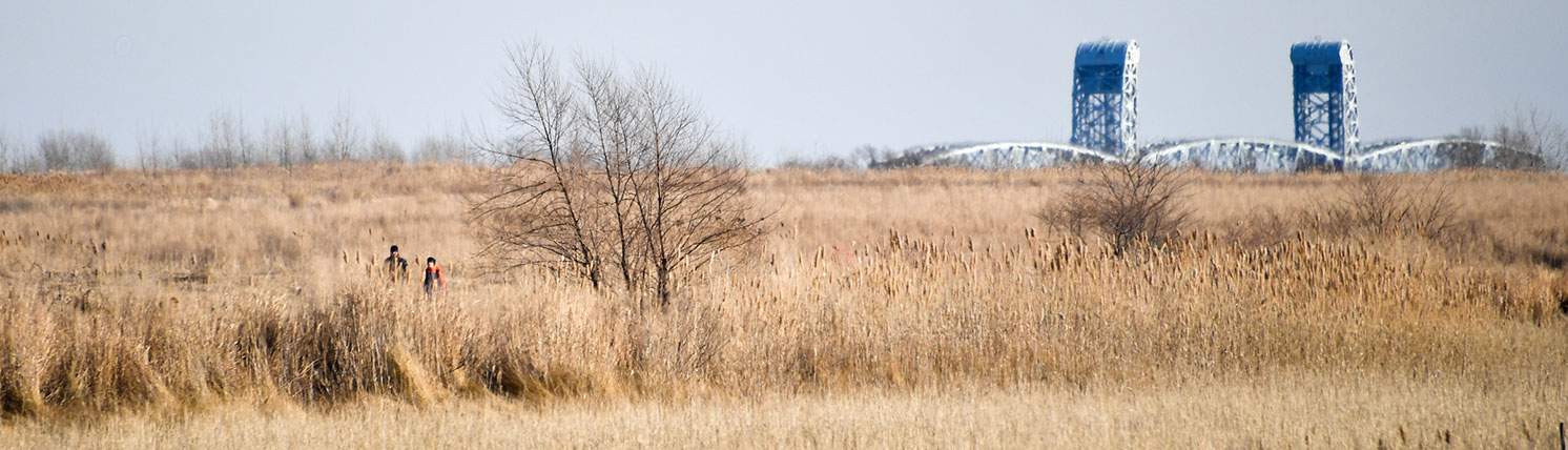 view from the salt marsh in its tan autumn color of the grassland on white island which features a view of the Manhattan skyline