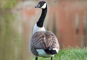 a gray, white, and brown Canada Goose