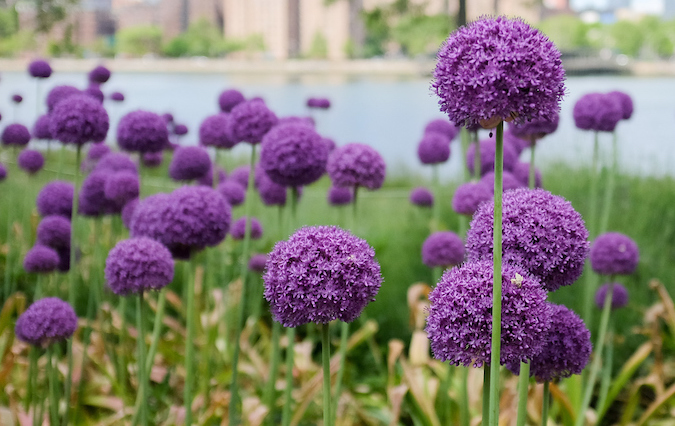 purple pom-pom like flowers