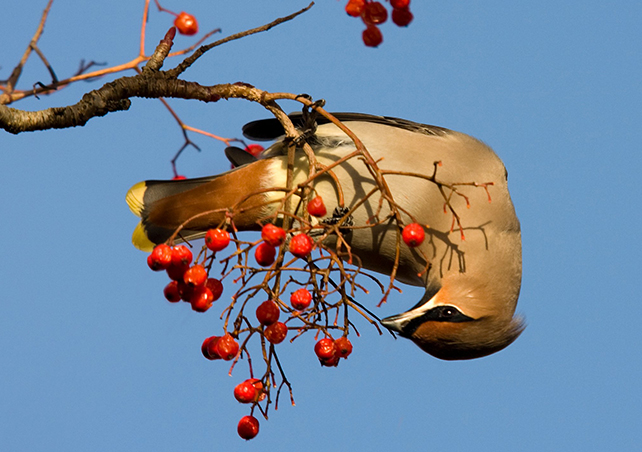 a bird munches on red berries on a tree