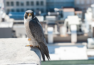 the peregrine falcon is a blueish gray bird 