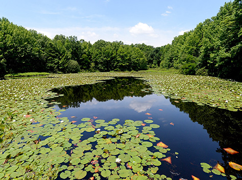 a pond covered in lily pads