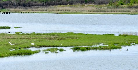 mute swans fly over and wade in the marshland