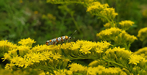 an orange, black, and white insect feasts on clusters of yellow flowers