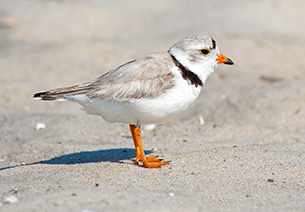 the piping plover is a tiny gray and white bird with an orange and black beak and orange legs