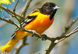 an orange and black Baltimore Oriole