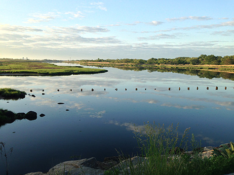 a salt marsh wetland in a park