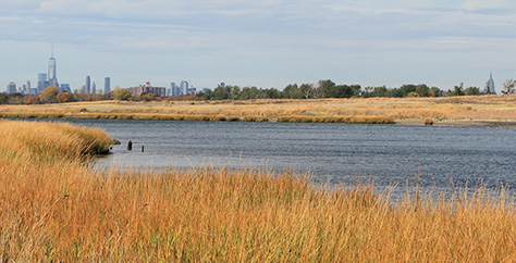 view from the salt marsh of the grassland on white island, which features a view of the Manhattan skyline