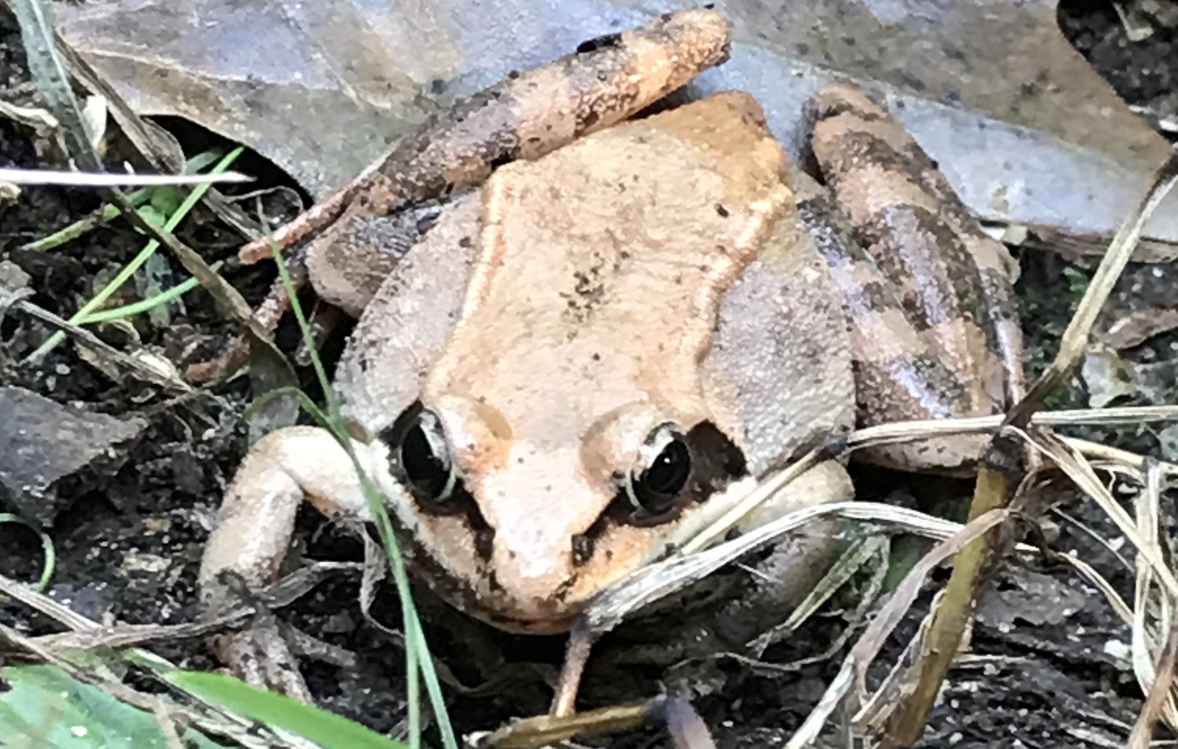 Wood frog