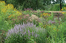 Monarch butterflies, bees, and wasps frequent our pollinator garden at Calvert Vaux Park in Brooklyn where our gardeners grow willow-leaved sunflowers, brilliant purple ironweed, blue giant hyssop, and joe-pye weeds for summertime.