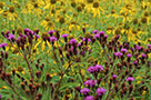 When growing a pollinator garden, our gardeners consider enhancing the aesthetic beauty of park spaces while also incorporating a variety of plants pollinators love, including these willow-leaved sunflowers and ironweed plants at the pollinator garden in Calvert Vaux Park.