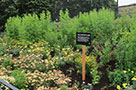 Before it officially became a Pollinator Place garden, South Oxford Park suffered from a rat infestation, and we had to remove all the plants. Thanks to our Horticulture crew, it's now a haven for bees and butterflies where tiny yellow tickseeds, coneflowers, and peach and yellow yarrow bloom.