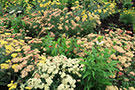 Most of the garden bed is filled with pollinator-friendly yarrow flowers that add pops of color while providing critical habitat for our pollinators.