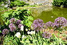 Some of our pollinator place gardens are sprinkled with seasonal plantings that add pops of color among our native plants, like this native oak hydrangea among the purple alliums and white tulips at our pollinator place garden near the pond in Morningside Park.