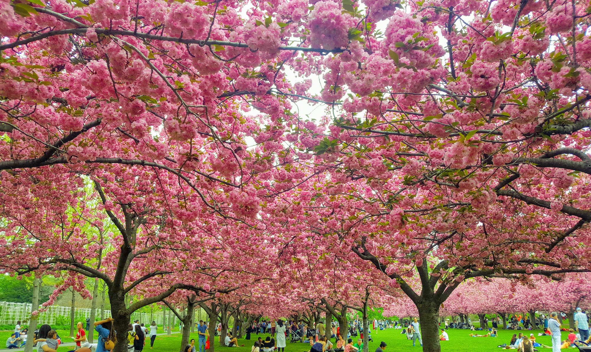 guests hang out under a huge canopy of cherry blossoms