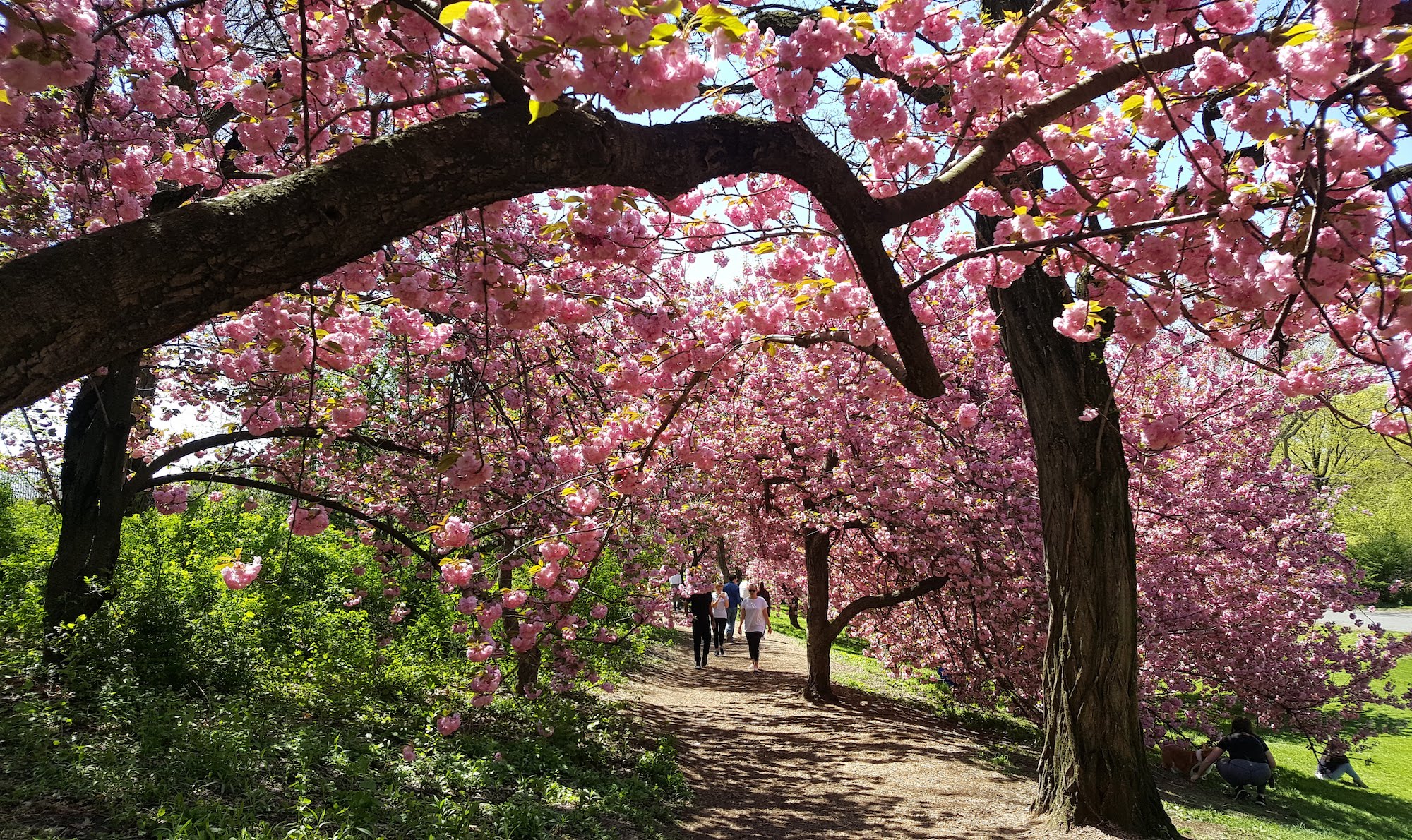 park visitors walk under a sloping canopy of cherry blossoms