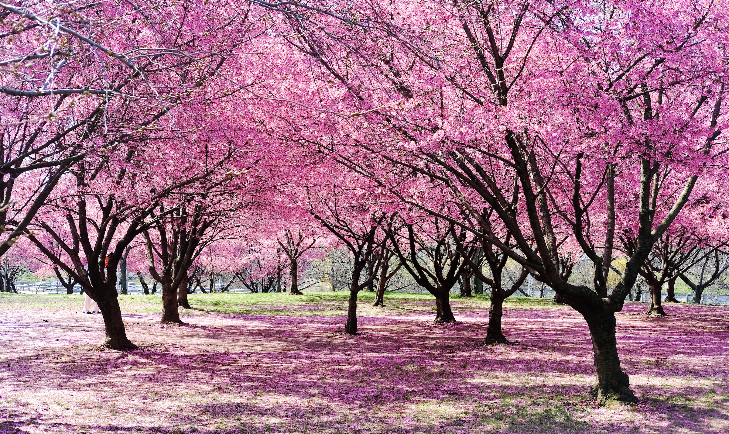 pink cherry blossoms on a grove of okame cherry trees