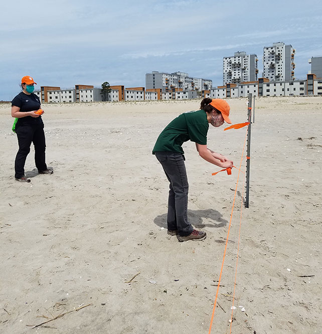 NYC Parks tie strings over piping plover nesting site