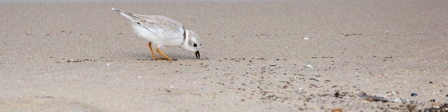 piping plover at the beach