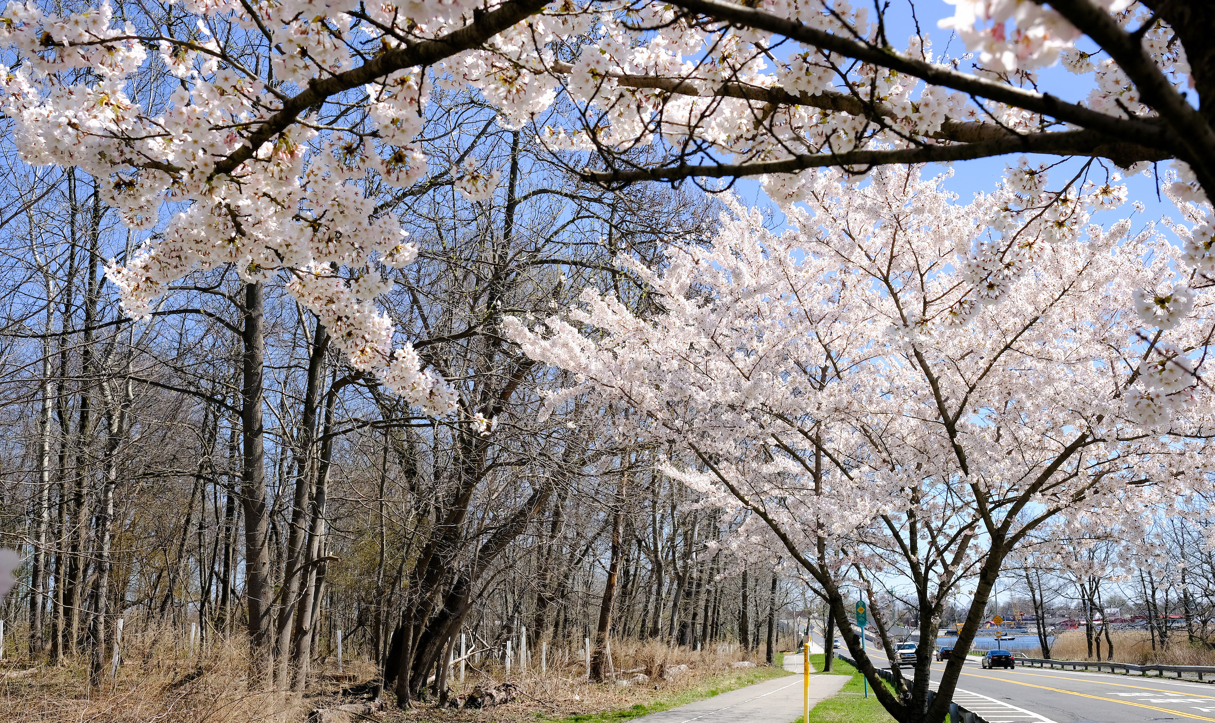 white cherry blossoms on the yoshino trees dot the roadway through the park