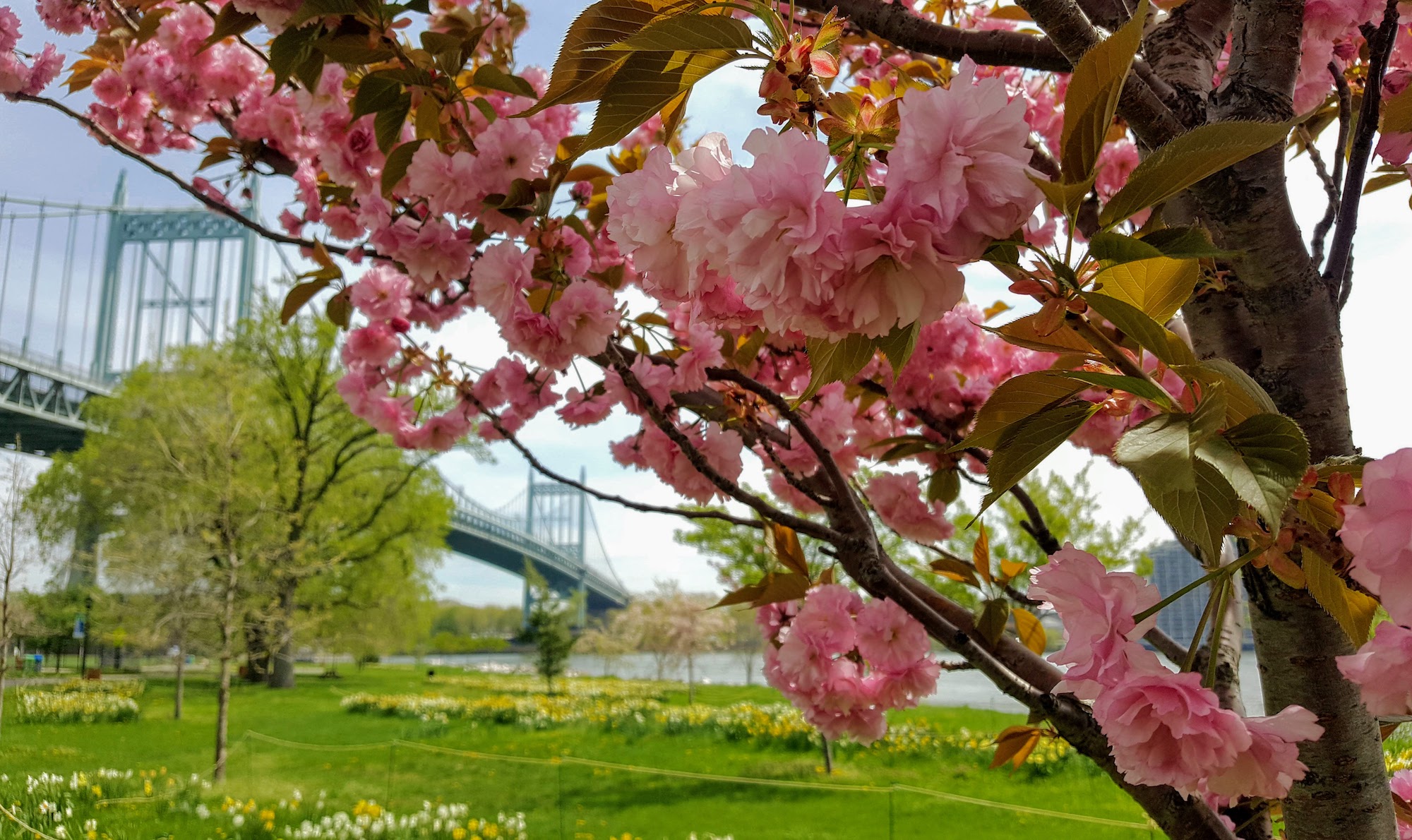 kwanzan cherry trees bloom near a patch of daffodils and a bridge in the park