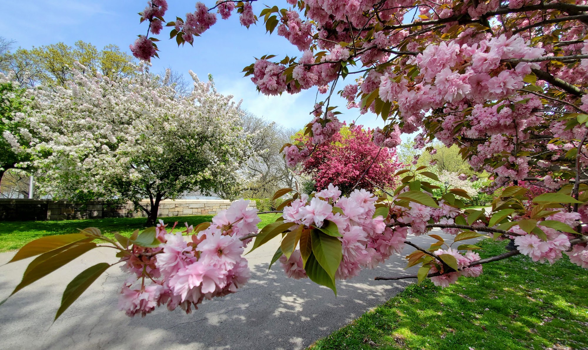 This Park Near NYC Has More Cherry Blossom Trees Than Washington, D.C. —  How to Visit