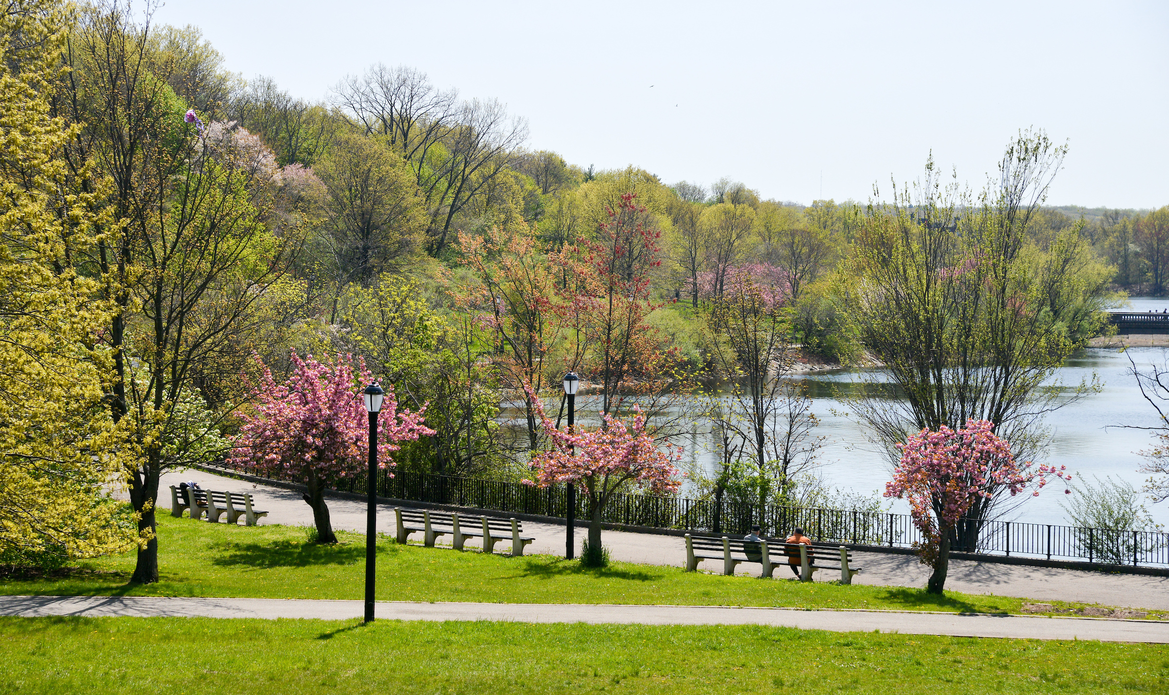cherry blossoms dot the lake's promenade where folks sit on benches to look out to the water