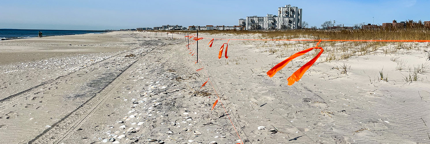 string piping plover nesting site