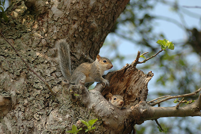 baby eastern gray squirrels