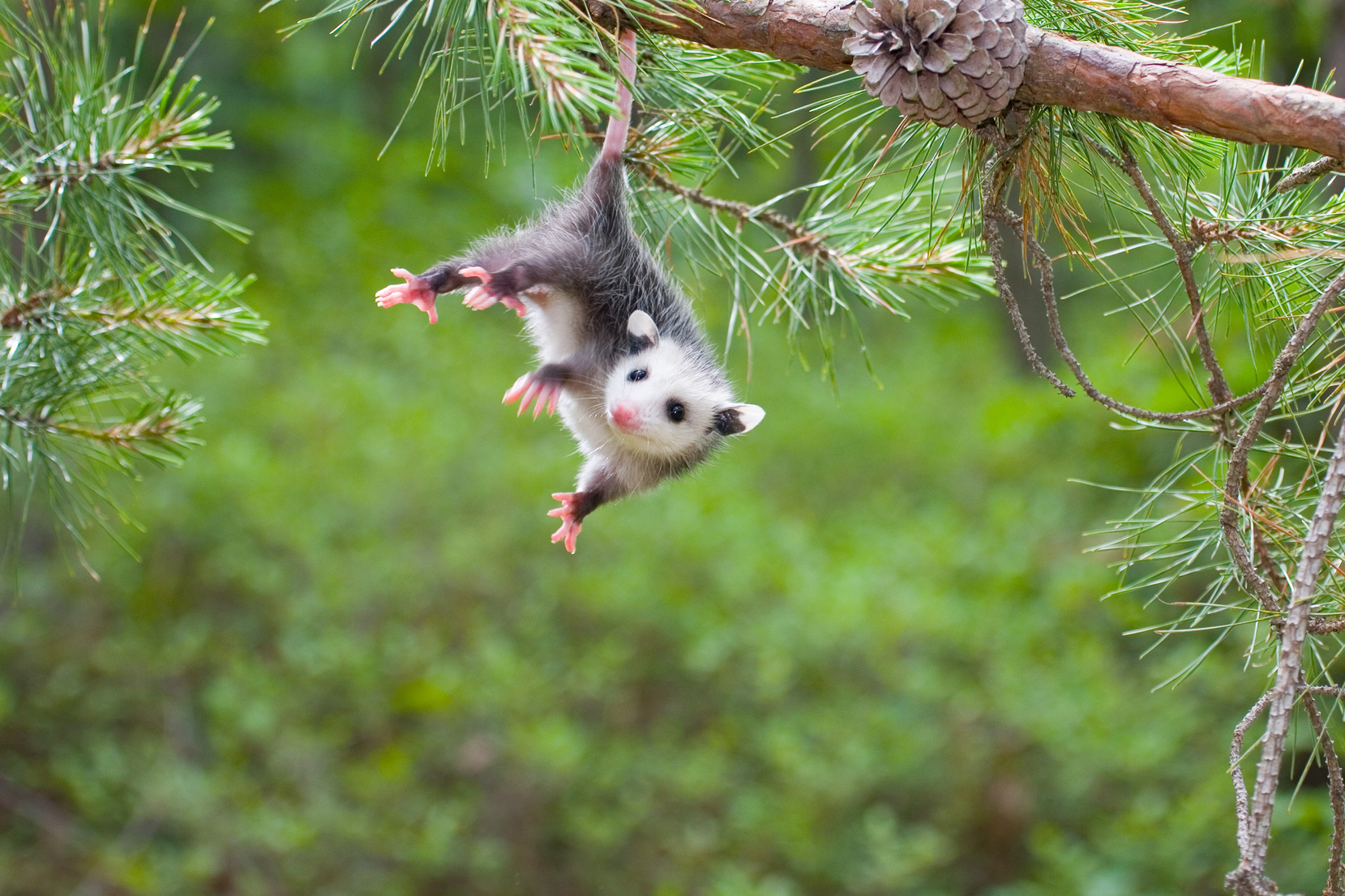 baby opossum hangs from a tree by its tail