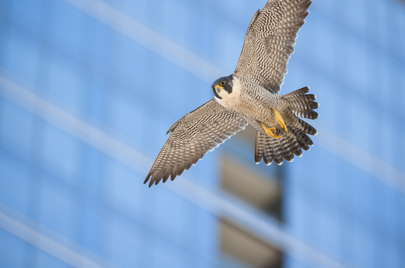 a peregrine falcon flies in front of a glass building