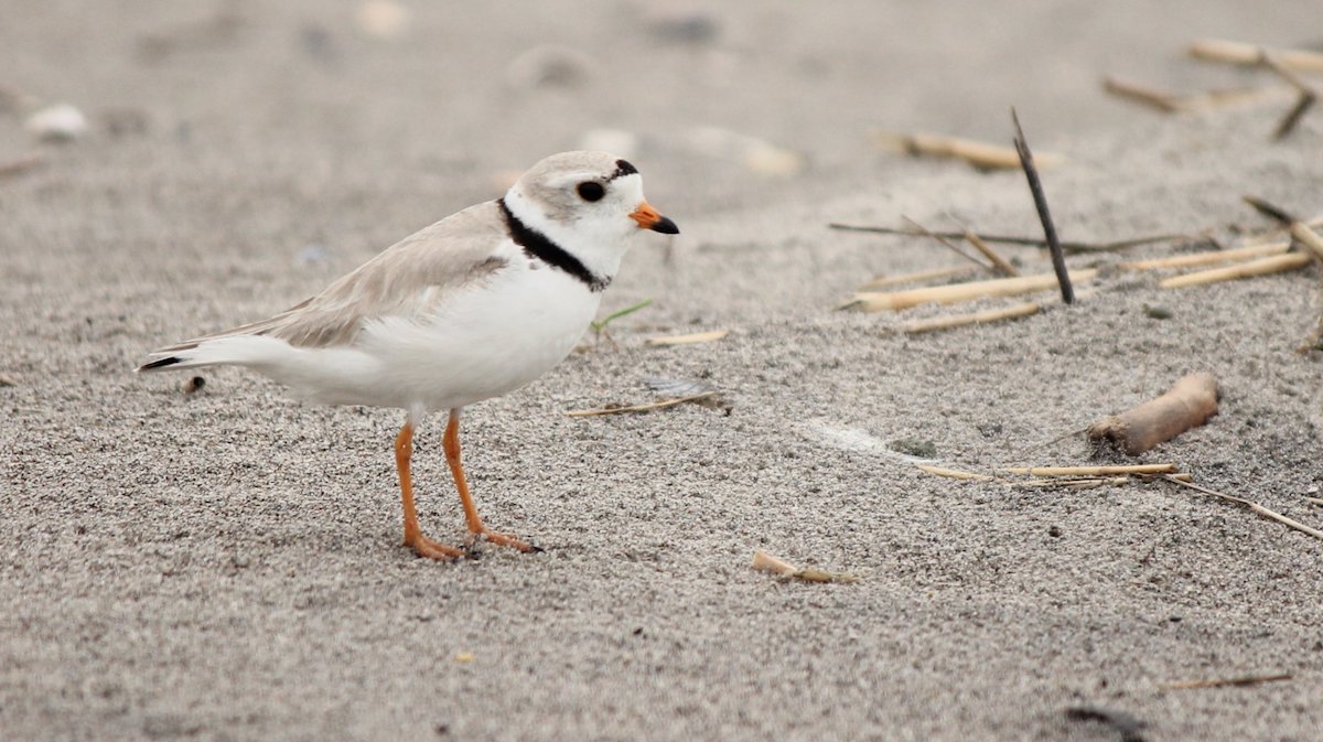 A tiny gray and white bird hangs out on the beach