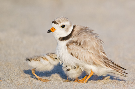 nesting shorebirds piping plover with chicks