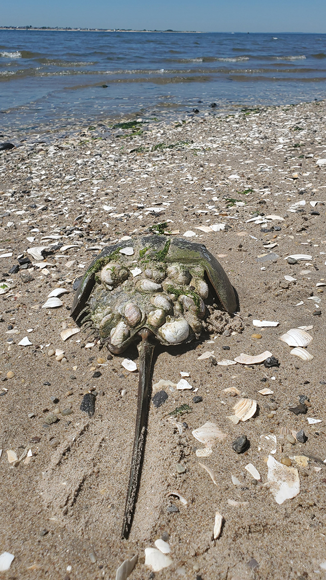 horseshoe crab on the beach with hitchhikers on the shell