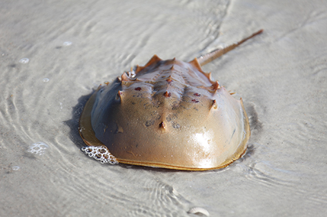 Horseshoe crab on the beach