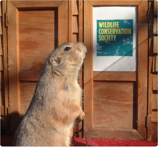 A prairie dog sniffs the air to determine the course of winter, February 2, 2002, Queens Zoo. Photo by Malcolm Pinckney.