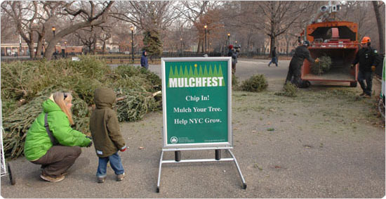 A child watches as a pile of Christmas trees is gradually chopped into mulch. Tompkins Square Park, Manhattan, January 5, 2008. Photo by Daniel Avila.