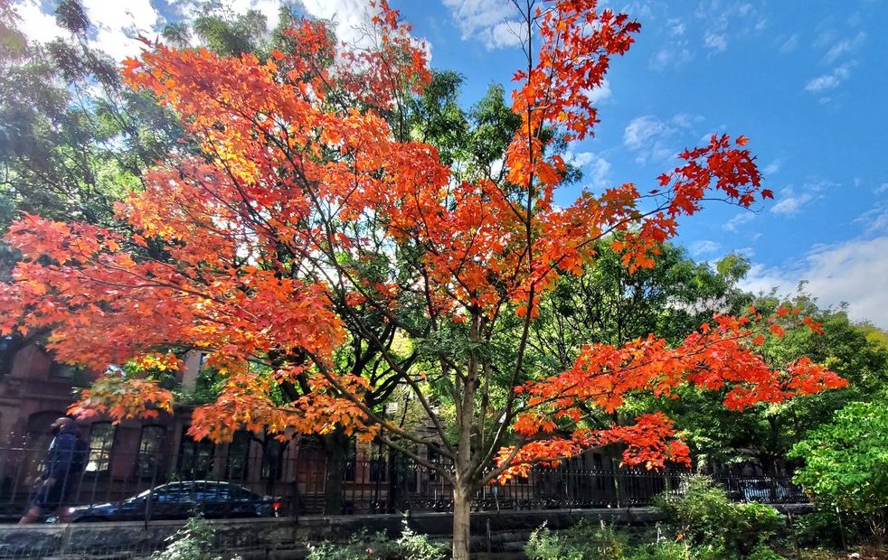 sugar maple tree