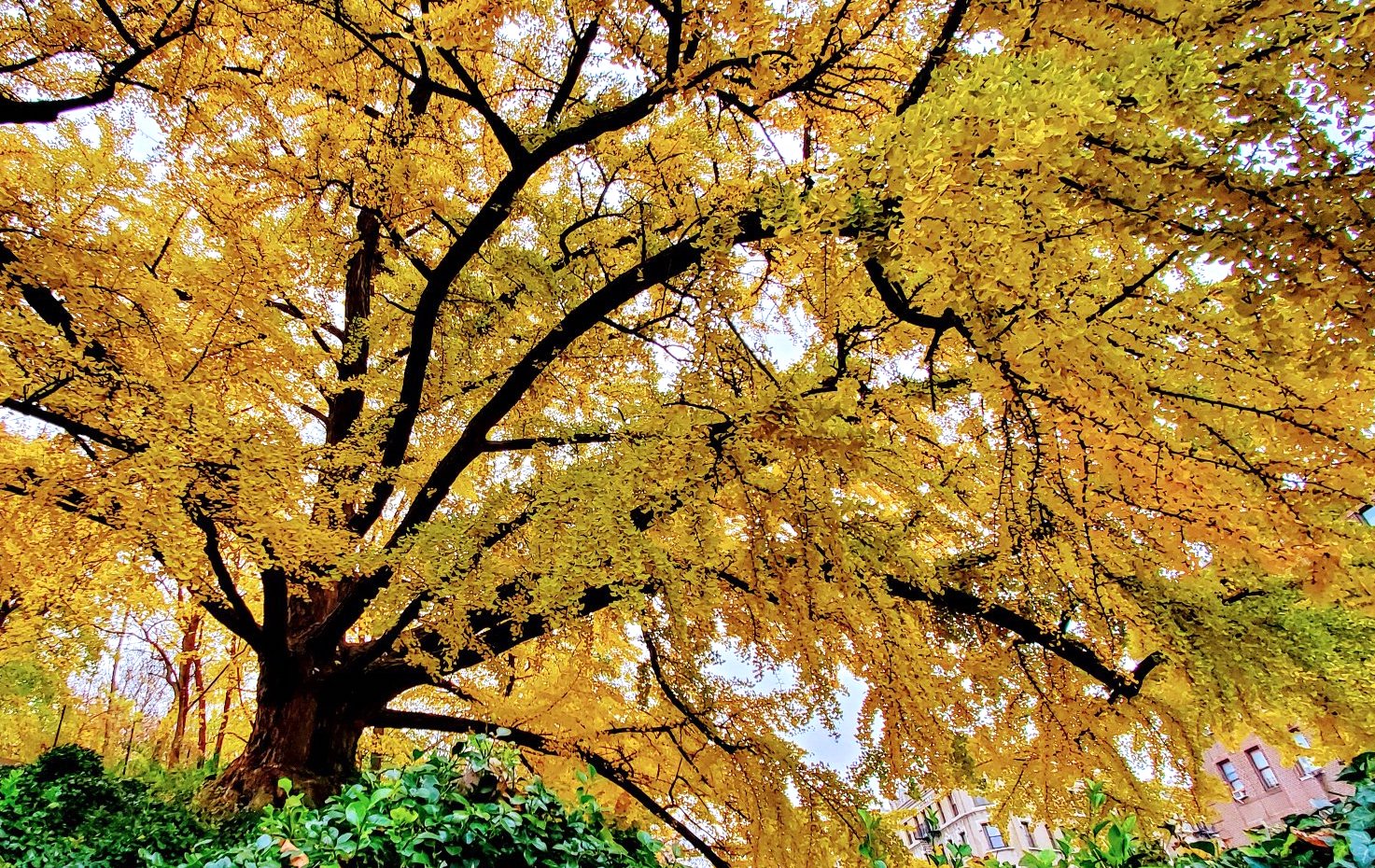 ginkgo tree