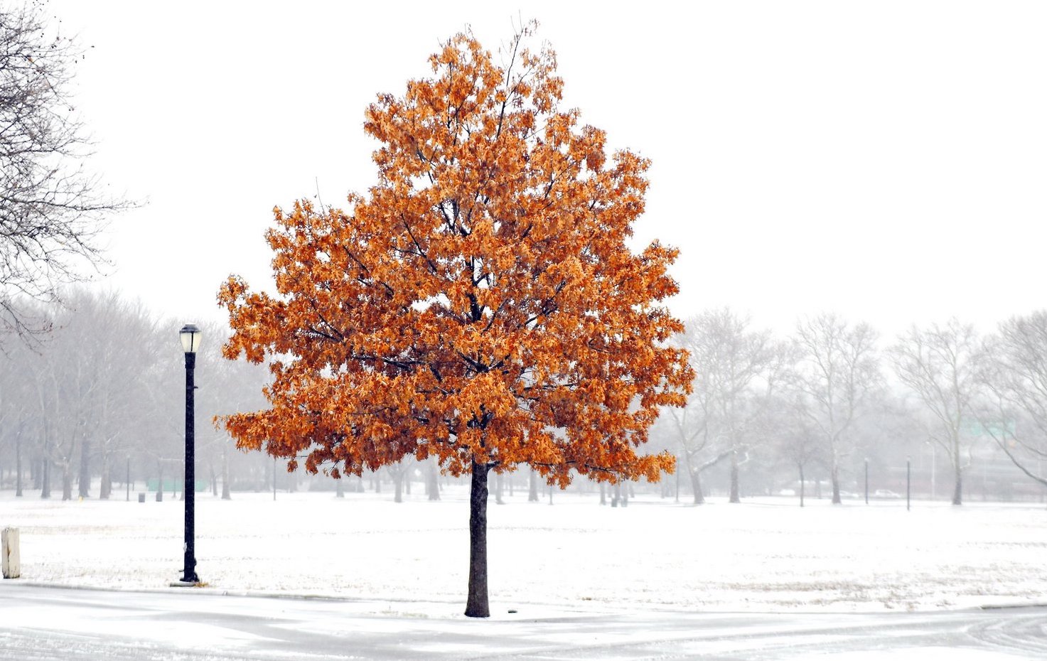 A lone tree with brown leaves stands in a field covered in snow while all other trees are bare