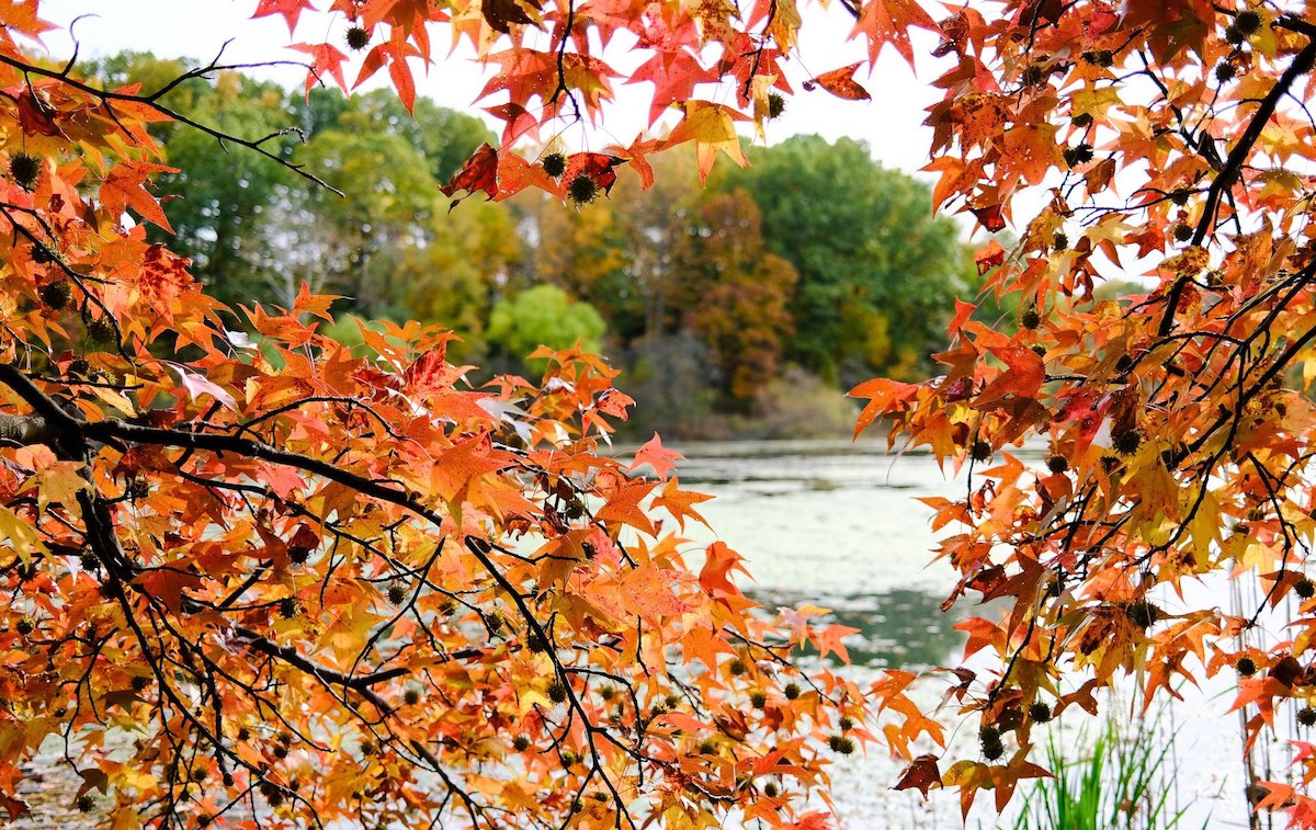 sweetgum tree