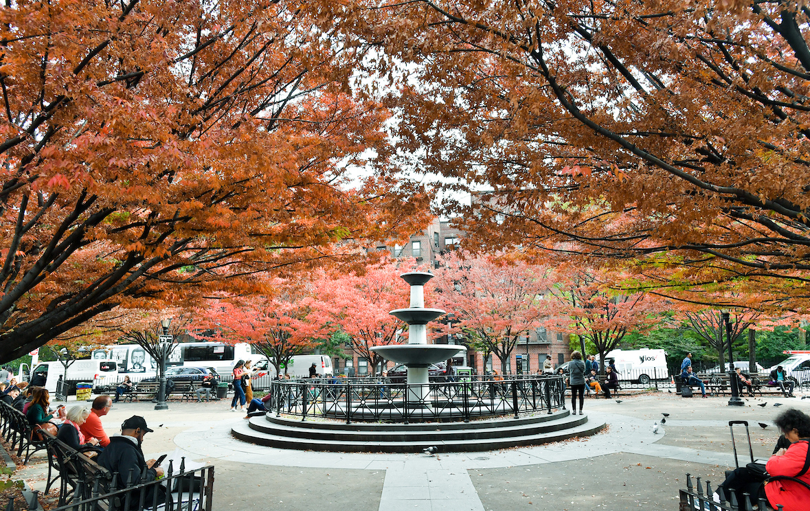 zelkova tree