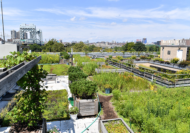 Since 2007, the                  Citywide Services Complex Green Roof at Randall’s Island has served as a model for sustainable design                  and a living example of climate action.