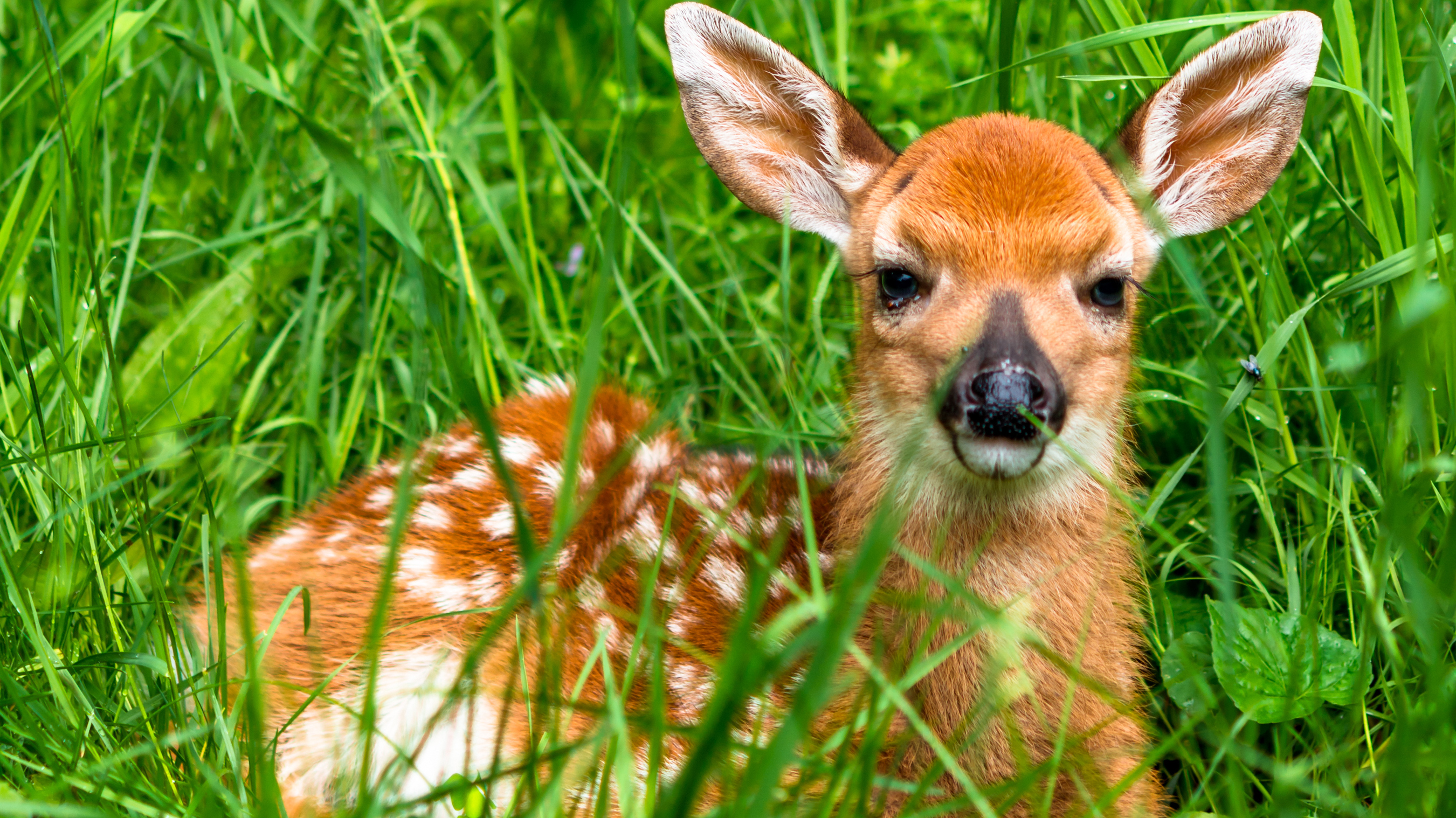 a baby deer