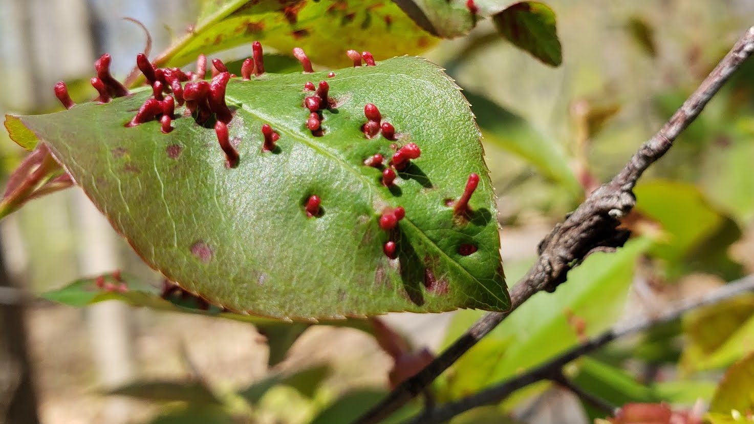 a leaf with red spikes