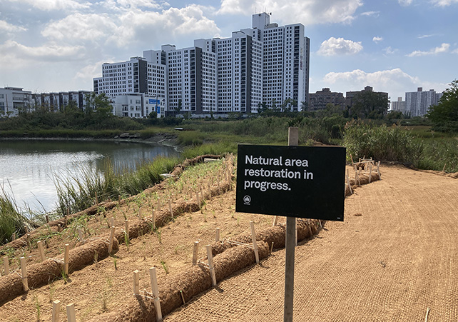 We restored                      Seagirt                      Avenue Wetlands in 2021 by removing 177 cubic yards of concrete and planting marsh grass.  