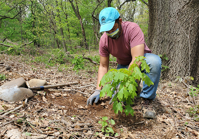 Together with                  volunteers, our experts strategically plant trees in our parks in the spring and fall.