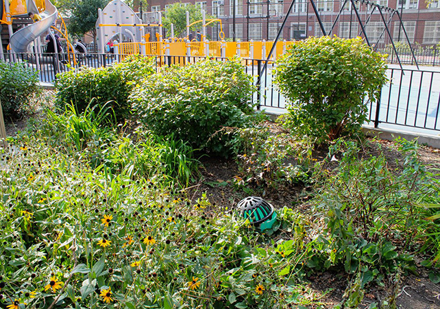 Some rain gardens are                      easy to spot – look for these beehive-shaped grates, which are added to protect against overflows.